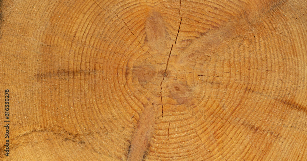 Fototapeta premium Wood cut background. Nature texture