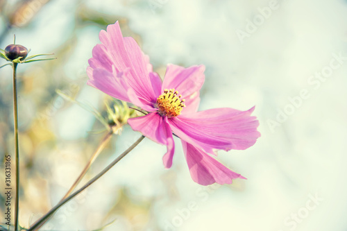 Decorative Pink Garden Flower Cosmos, Cosmos Bipinnatus, Cosmea Bipinnata, Bidens Formosa. Mexican Aster. close up. Copy space
