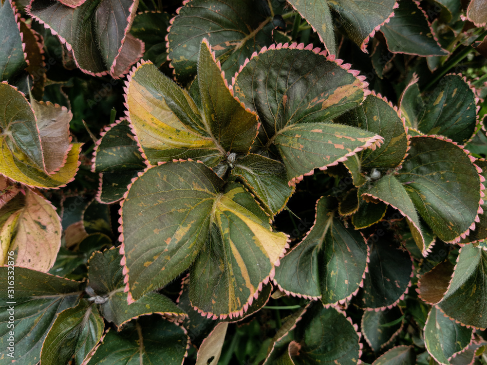 Nature view of Acalypha wilkesiana plants with common names copperleaf and Jacob’s coat. Tropical leaves landscape for backgrounds and wallpapers Nature view of Acalypha wilkesiana plants with common names copperleaf and Jacob’s coat. Tropical leaves landscape for backgrounds and wallpapers