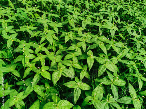 Nature view of Spigelia anthelmia plants for background and wallpaper. Natural green plants landscape photo