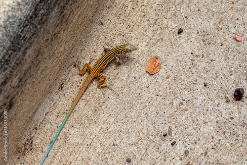 New Mexican Whiptail lizard Aspidoscelis neomexicanus braves the heat and slowly moves across the hot pavement