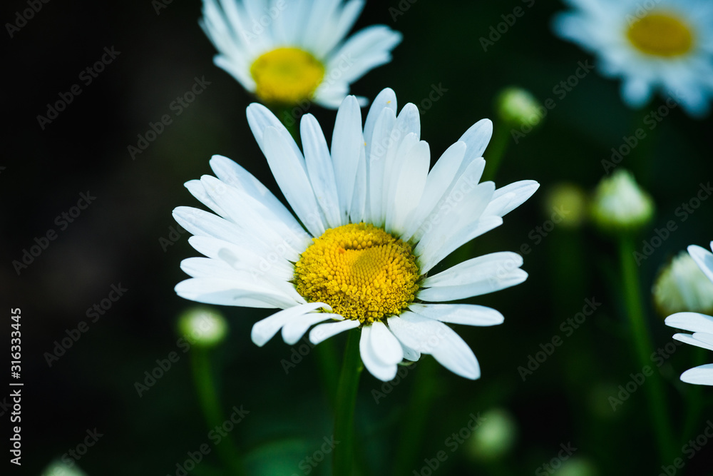 Beautiful white chamomile on the summer field. Selective focus. Shallow depth of field. Beautiful white chamomile on the summer field. Selective focus. Shallow depth of field.