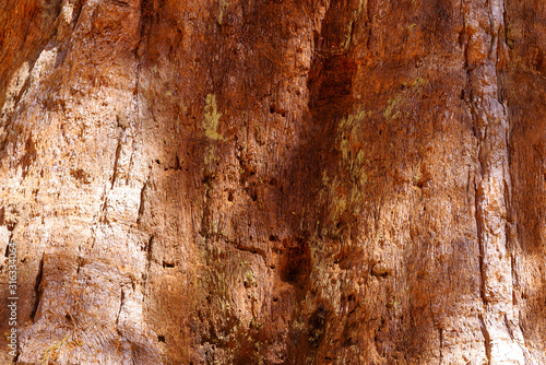 Sequoia Tree Trunk textured, Old tree bark, Full Frame, background