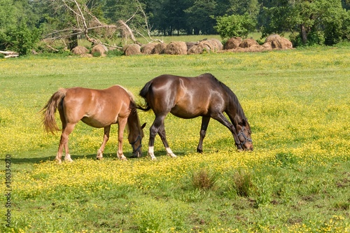 grasende Pferde auf einer Weide