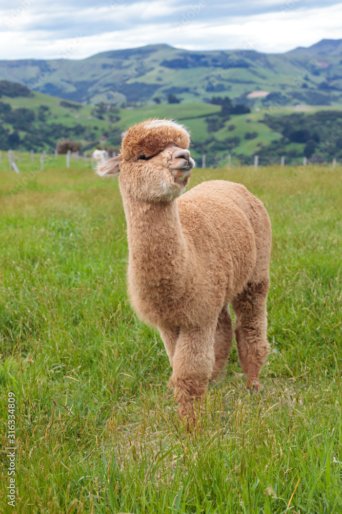Fototapeta premium Brown alpaca grazing in a green meadow