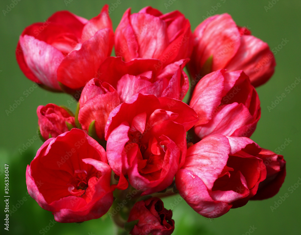 Red and White Tulip Pelargonium - Geranium flower on the patio garden Red and White Tulip Pelargonium - Geranium flower on the patio garden