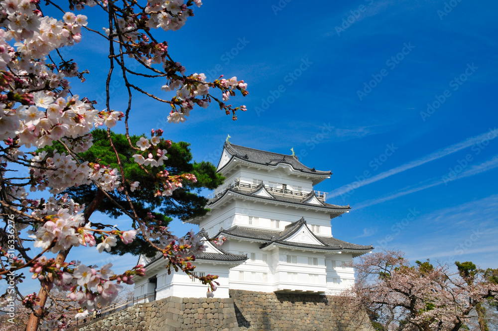 Fototapeta premium 小田原城 桜 城 観光 春