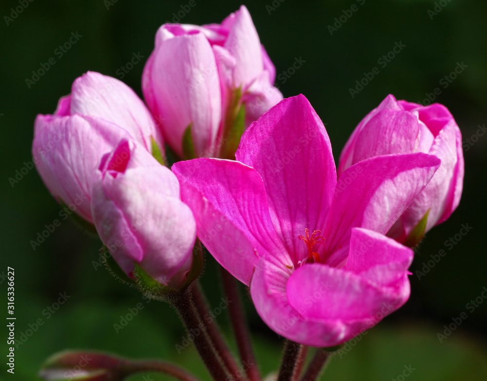 Pink and White Tulip Pelargonium - Geranium flower on the patio garden