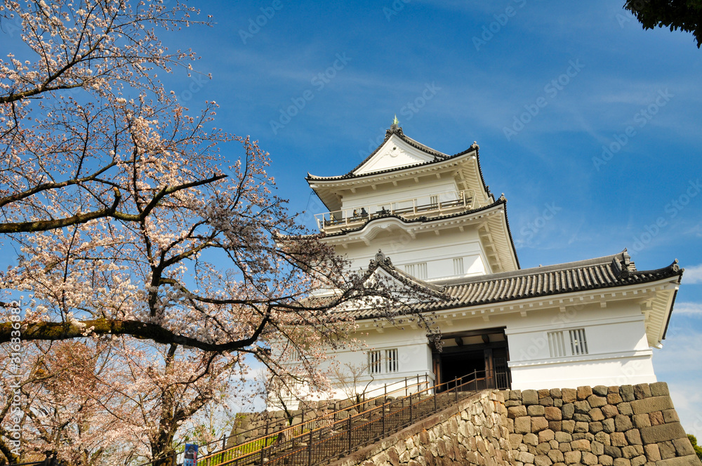 Fototapeta premium 小田原城 桜 城 観光 春