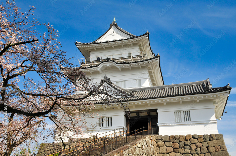 Fototapeta premium 小田原城 桜 城 観光 春 