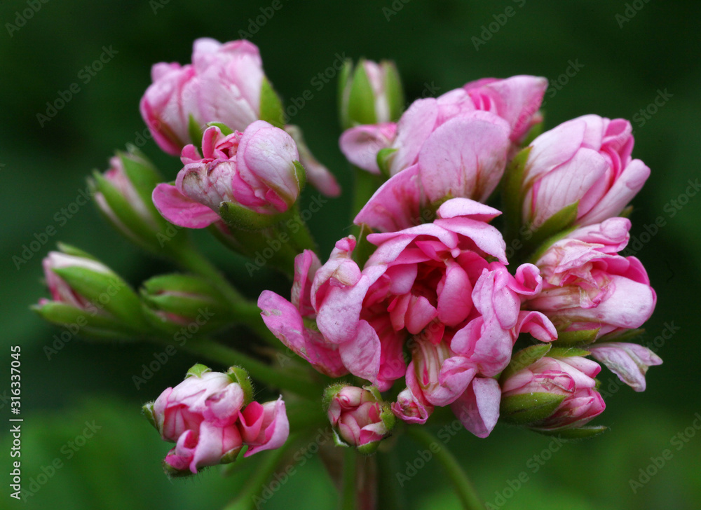 Light pink Rosebud Pelargonium - Geranium flower with green leaves in the patio garden Light pink Rosebud Pelargonium - Geranium flower with green leaves in the patio garden