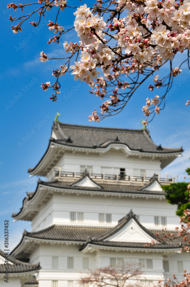 小田原城 桜 城 観光 春 小田原城 桜 城 観光 春