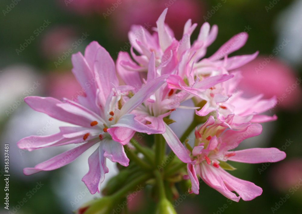 Pink and White Pelargonium - Geranium flower on the patio garden Pink and White Pelargonium - Geranium flower on the patio garden