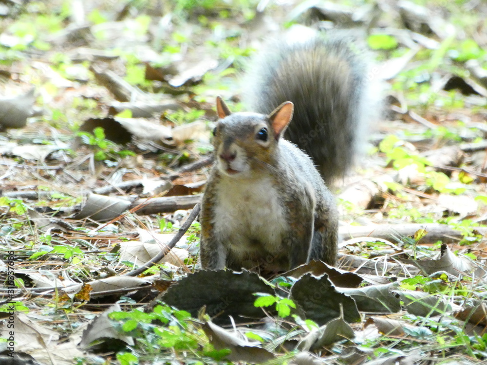 Obraz premium squirrel on tree