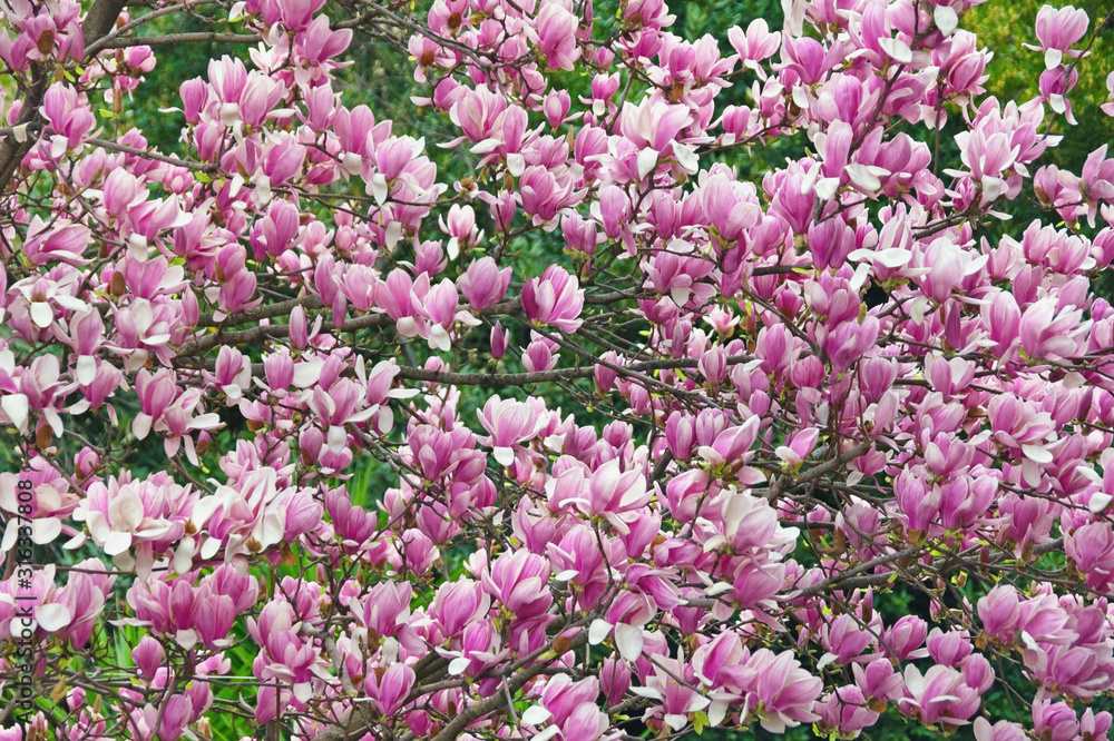 Spring flowers. Branches of magnolia tree ( Magnolia soulangeana ) in garden , background