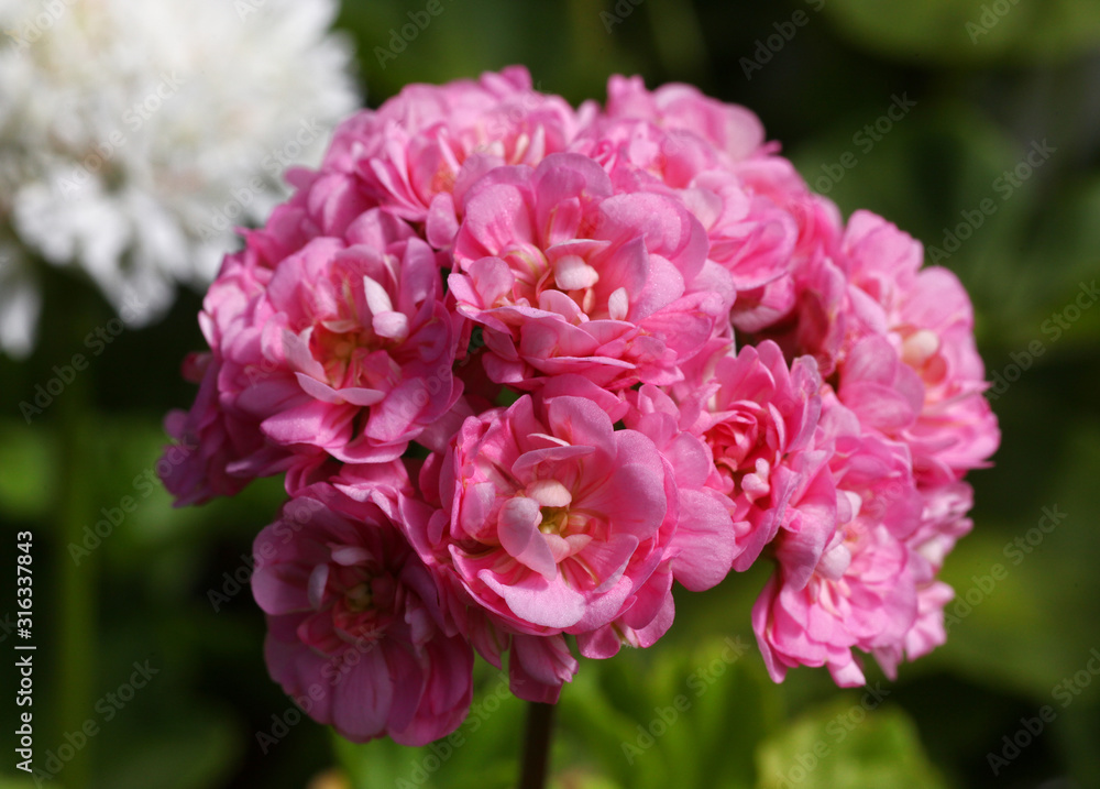 Pink Rosebud Pelargonium - Geranium flowers on the patio garden Pink Rosebud Pelargonium - Geranium flowers on the patio garden