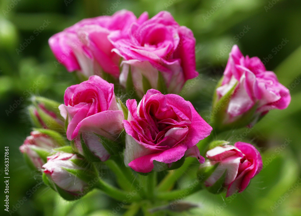 Pink and White Rosebud Pelargonium - Geranium flowers on the patio garden Pink and White Rosebud Pelargonium - Geranium flowers on the patio garden