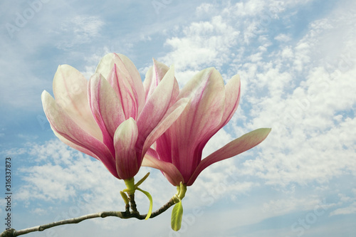 Spring. Two flowers of magnolia   Magnolia soulangeana   against blue sky with white clouds. Pastel colors