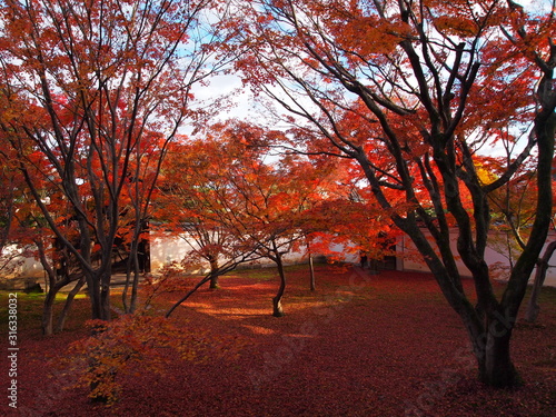 妙覚寺