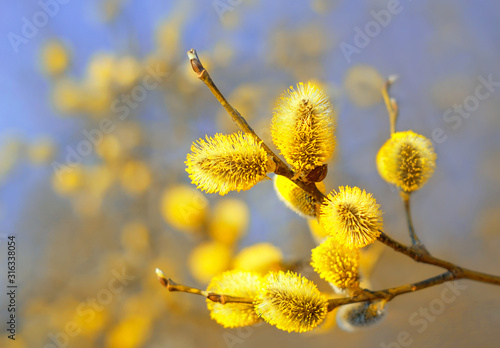 Beautiful pussy willow flowers branches. Easter palm sunday holiday.  Pussy willow branches background, close-up. Willow twigs with catkins on blue