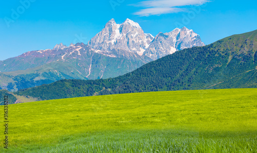 Panoramic view of idyllic mountain scenery with green grass and pine forest © muratart