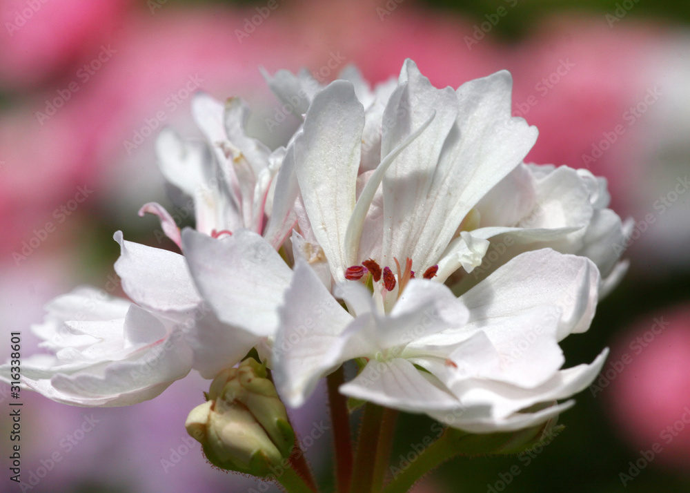 White Pelargonium - Geranium flowers on the patio garden