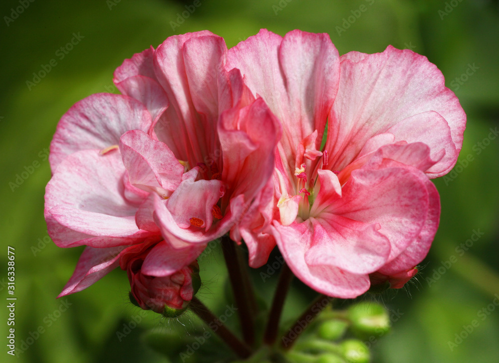 Light Pink Pelargonium - Geranium flowers on the patio garden Light Pink Pelargonium - Geranium flowers on the patio garden