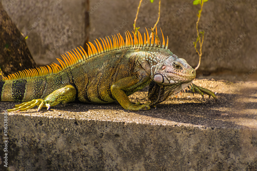 Fototapeta premium Grüner Leguan beim Sonnen / Karibik Martinique