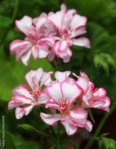 Light Pink Pelargonium - Geranium flowers on the patio garden