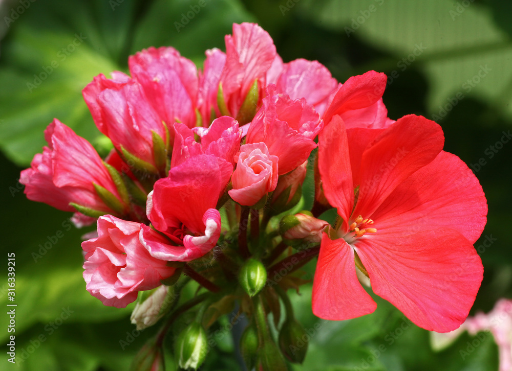Apricot Tulip Pelargonium - Geranium flower on the patio garden Apricot Tulip Pelargonium - Geranium flower on the patio garden