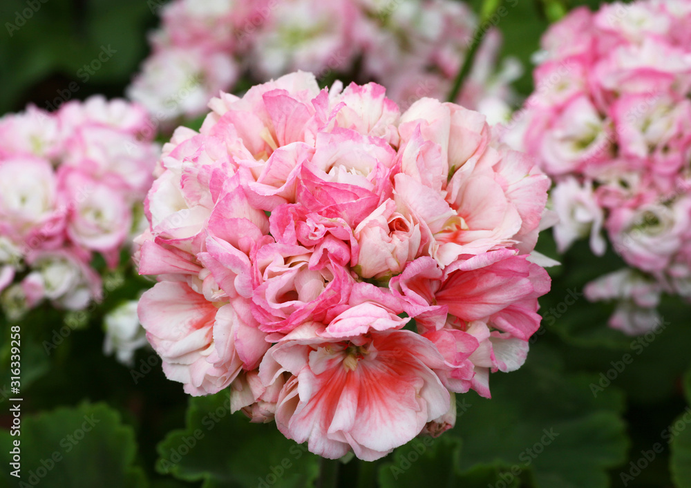 Light Pink Pelargonium - Geranium flowers on the patio garden Light Pink Pelargonium - Geranium flowers on the patio garden