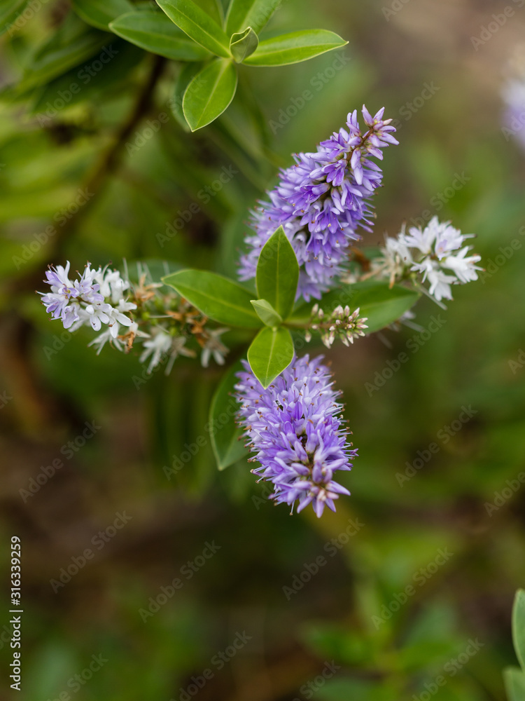 Flowers of the variety Scrophulariaceae in a garden Flowers of the variety Scrophulariaceae in a garden