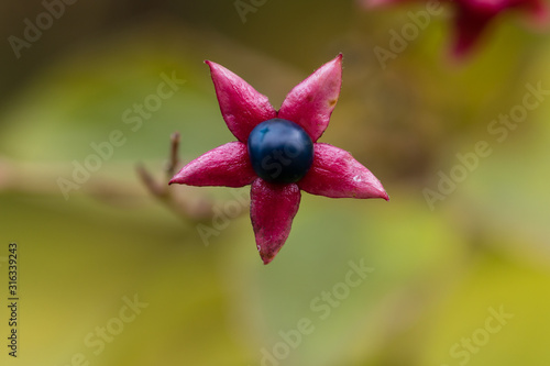 Clerodendrum trichotomum in a garden in Madrid