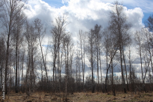 spring birch forest with trees April landscape with dry grass