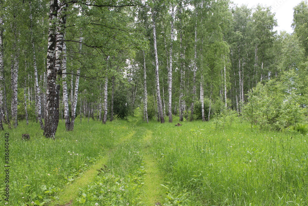 Obraz premium overgrown grass path in a dense forest in birch trees in summer