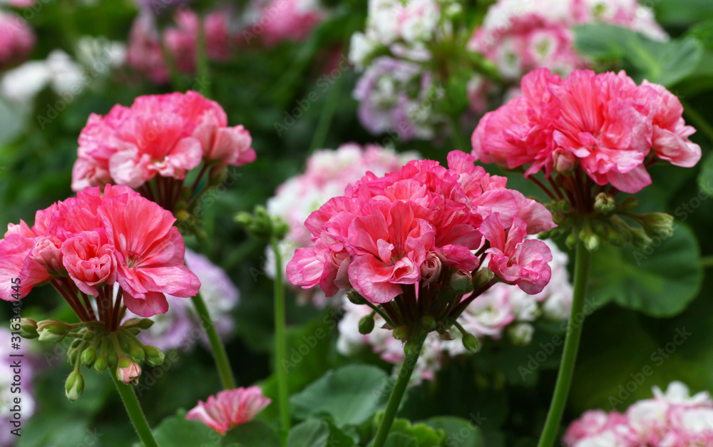 Light Pink Pelargonium - Geranium flowers on the patio garden Light Pink Pelargonium - Geranium flowers on the patio garden