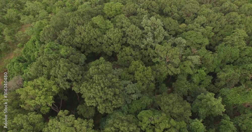 4K aerial of flying over a beautiful green forest in a rural landscape, India 4K aerial of flying over a beautiful green forest in a rural landscape, India