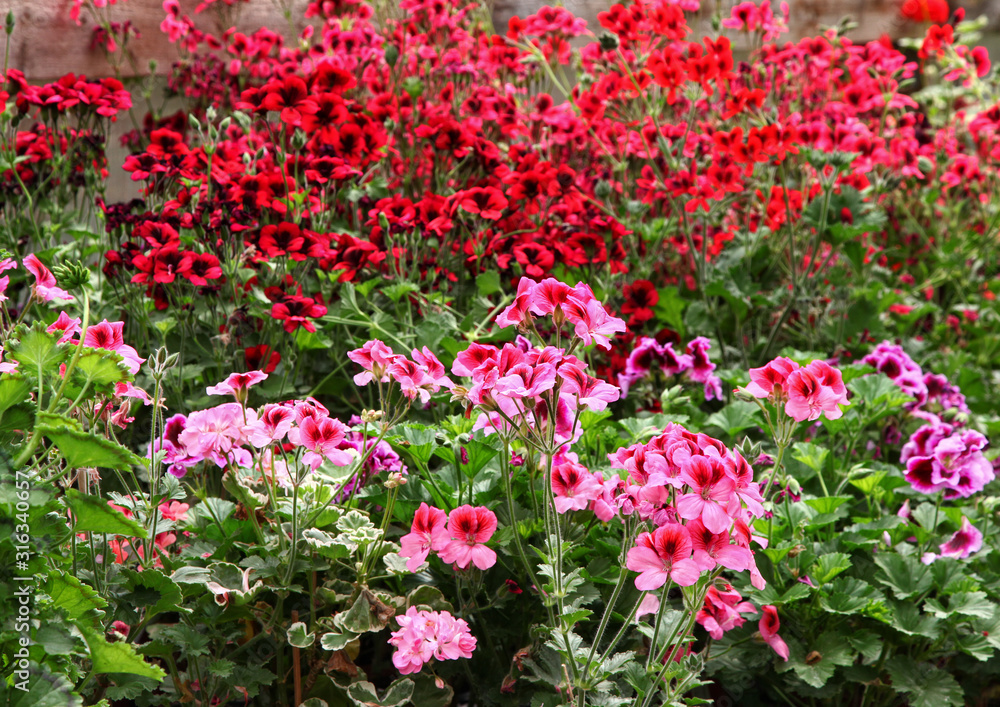 Many different Pelargonium - Geranium flower varieties in the garden