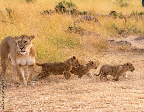 Mother and cubs