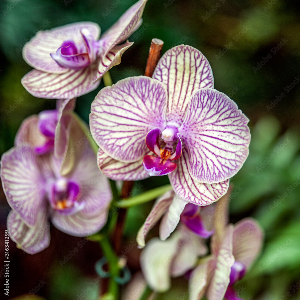Orchid Garden in Madame Nong Nooch Tropical Park. Orchid Garden in Madame Nong Nooch Tropical Park.