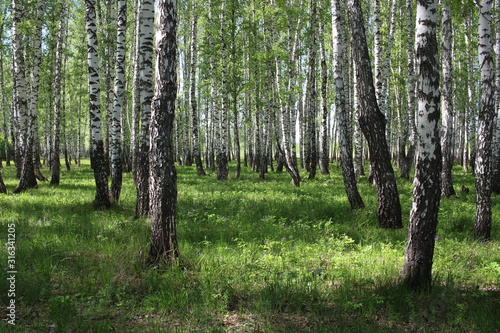 Siberian forest birch grove with beautiful trees in summer with green leaves