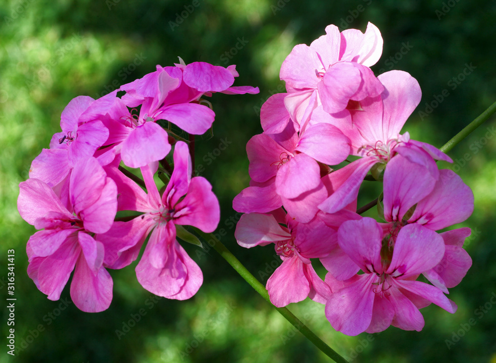 Fototapeta premium Pink Pelargonium flower with green leaves closeup in the garden
