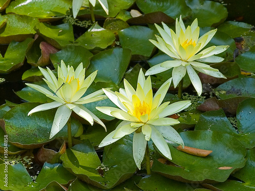 Water lilies in an overgrown pond.