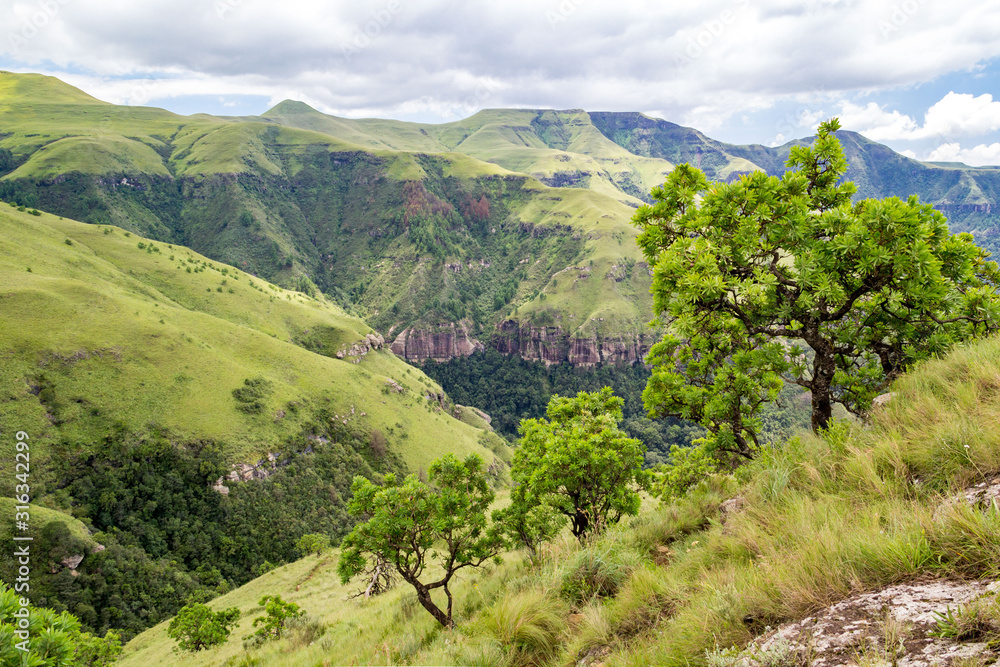 View over green trees and mountains, Giants Castle Game Reserve, Drakensberg, South Africa