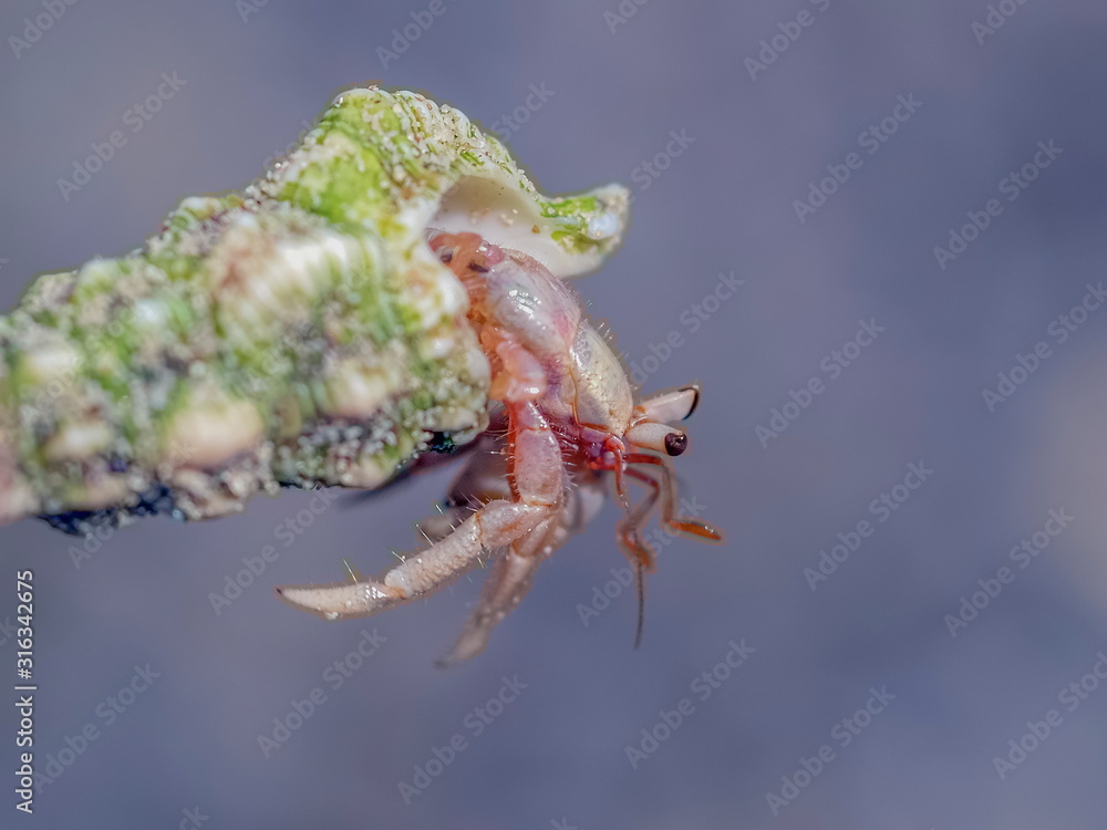 Naklejka premium view of Hermit Crab (Paguroidea) with nature blurred background, Surin island, Mu Ko Surin National Park, Phang Nga, Thailand.