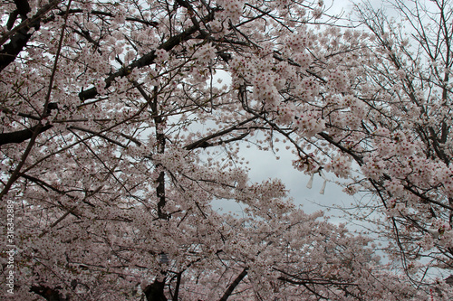 blooming cherry trees in a park in kyoto (japan)