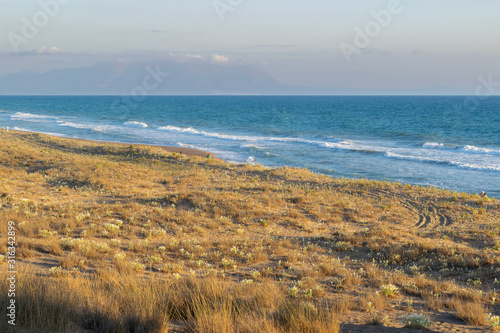 Sea daffodils (Pancratium maritimum) field on a sandy beach with sea at the background, Kaifas, Peloponnese