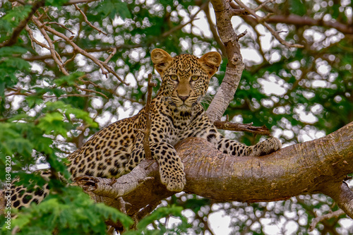 Leopard in der Savanne im Nationalpark Tsavo Ost und Tsavo West photo