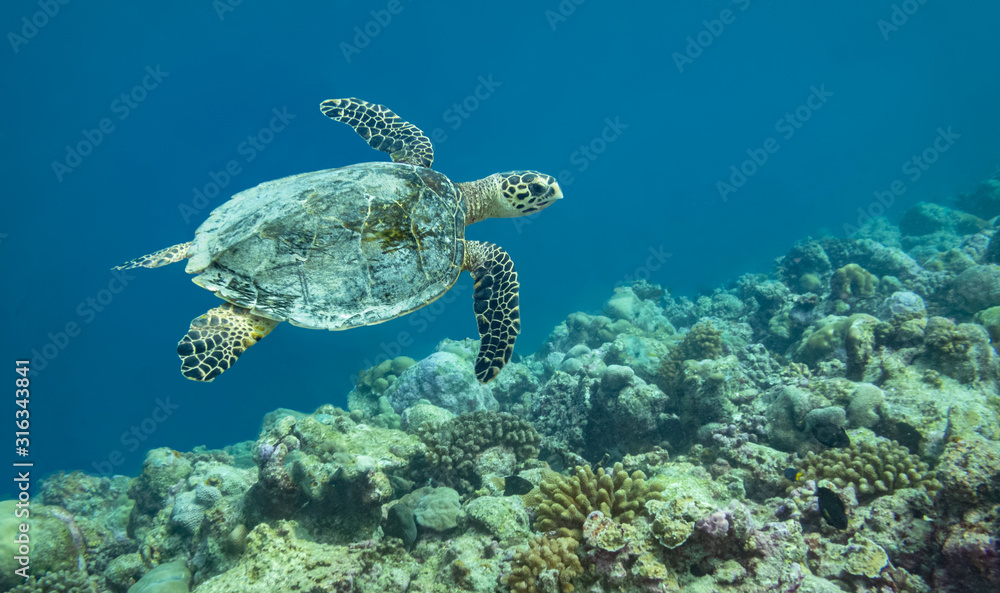 Obraz premium Hawksbill Turtle, The Maldives