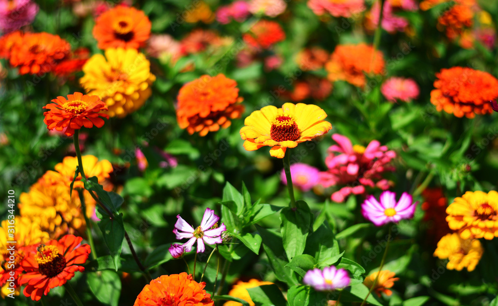 the beautiful colors of spring in the sunlight the beautiful colors of spring in the sunlight